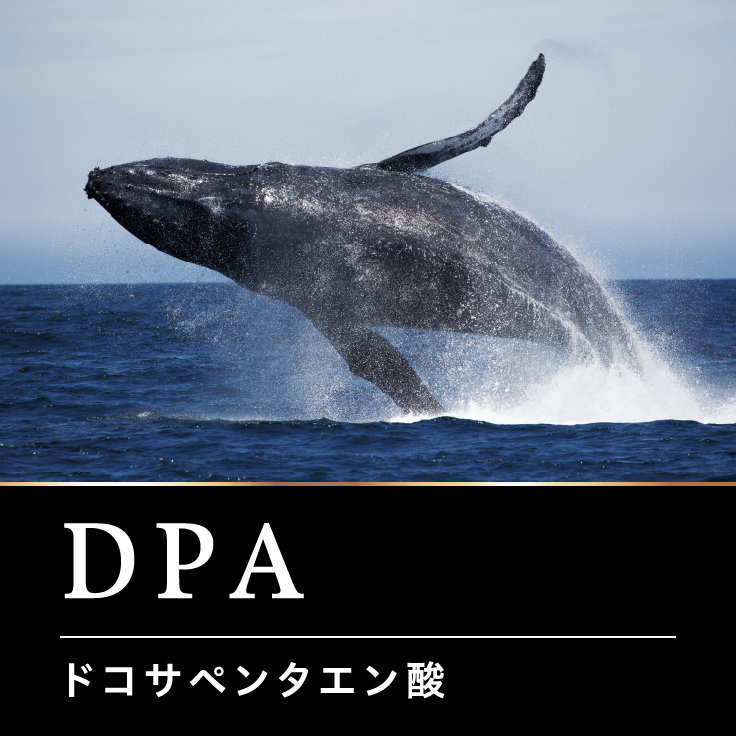 DPA ドコサペンタエン酸