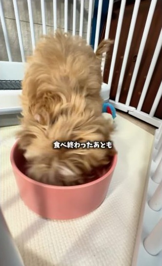 togistagramさんの愛犬がお皿をなめている様子。投稿動画からの静止画
